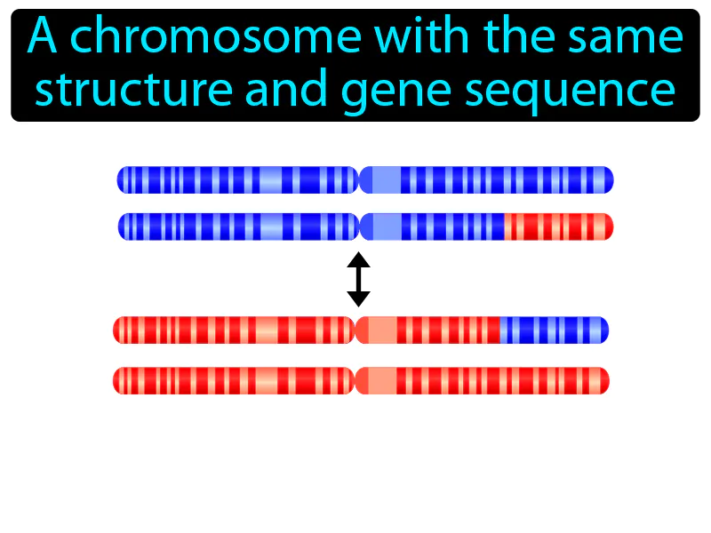 Homologous Chromosome Definition - Easy to Understand | GradesUp.gg