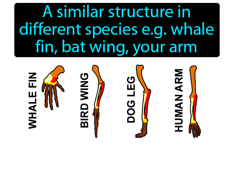 Homologous Structure Definition - Easy to Understand