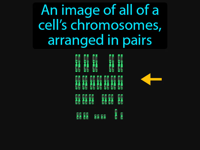 Karyotype Definition