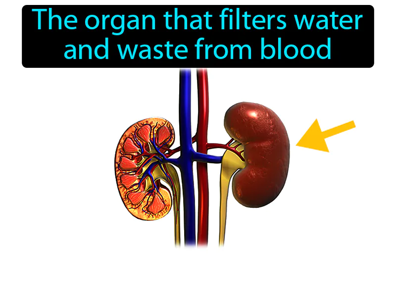 Kidney Definition