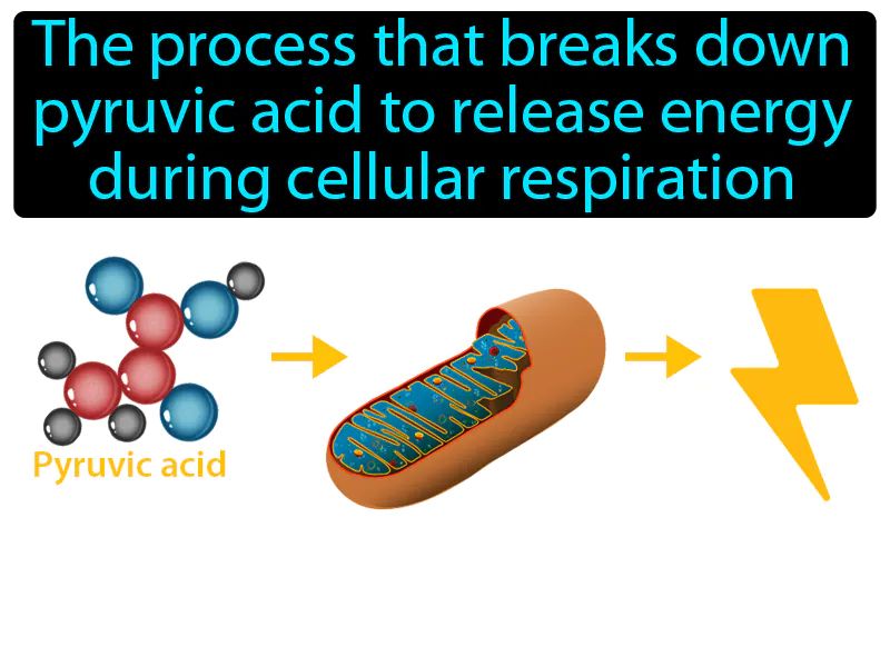 Krebs Cycle Definition