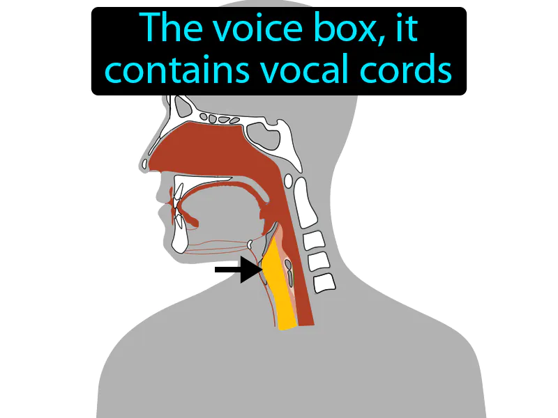 Larynx Definition