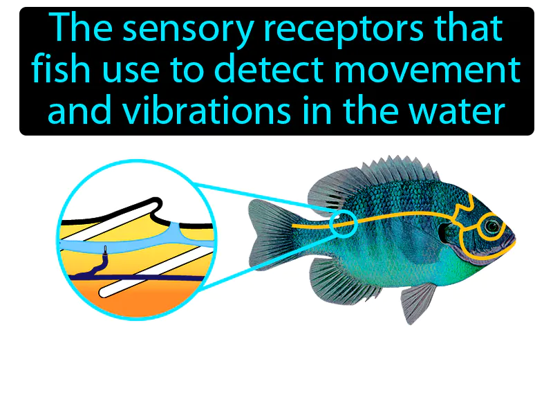 Lateral Line System Definition - Easy to Understand | GradesUp.gg