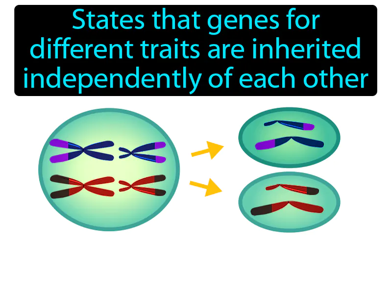 Law Of Independent Assortment Definition