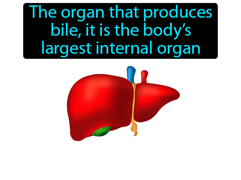 Liver Definition - Easy to Understand | GradesUp.gg