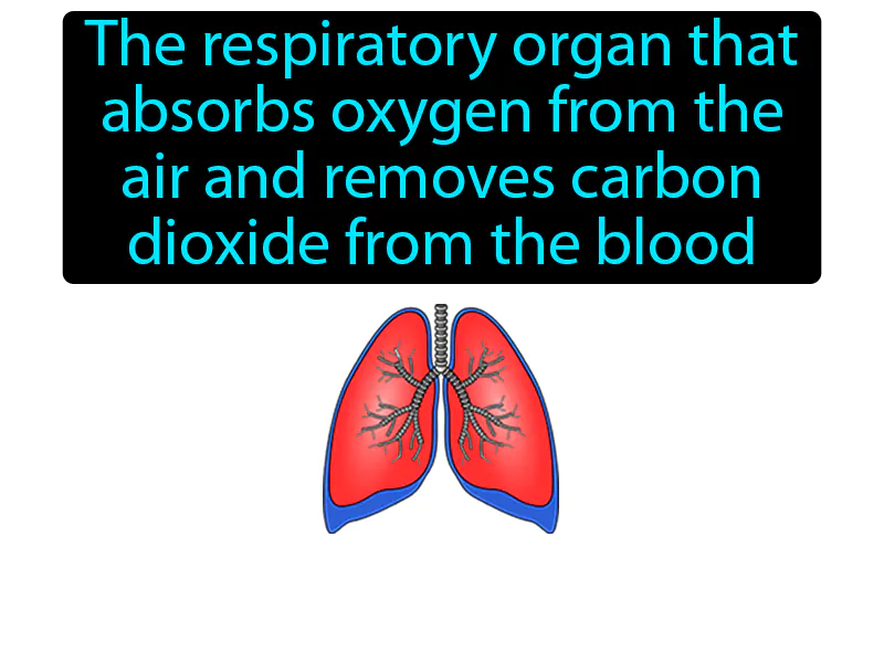 Lung Definition