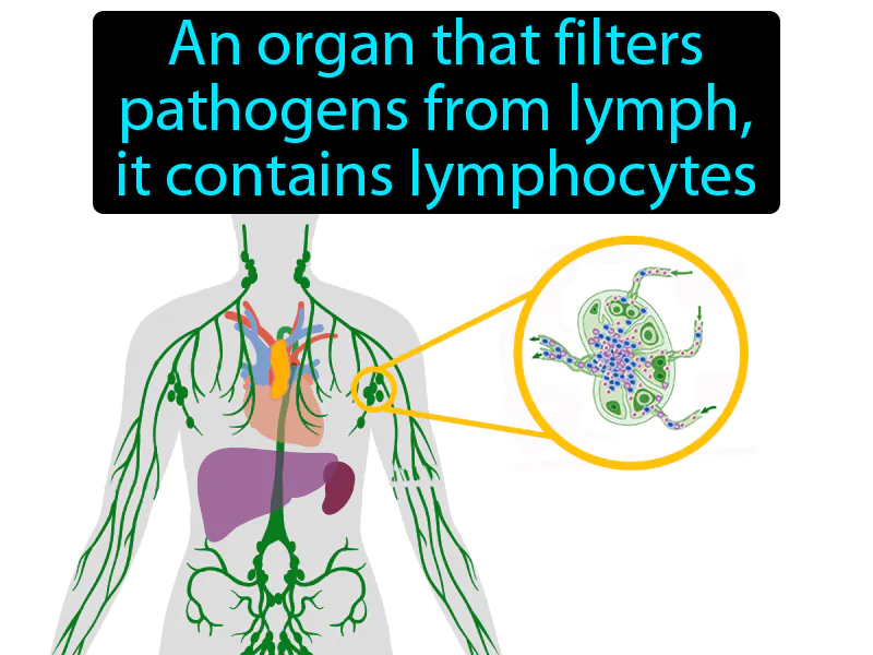 Lymph Node Definition