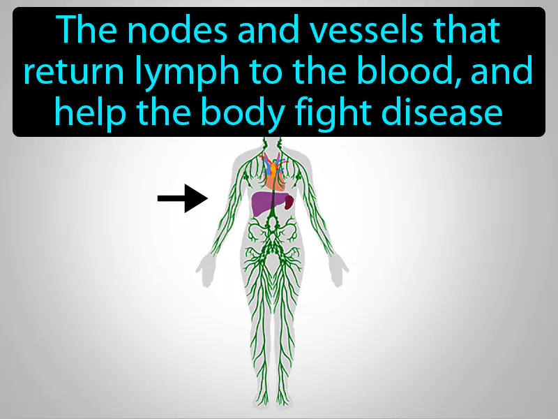 Lymphatic System Definition - Easy to Understand | GradesUp.gg