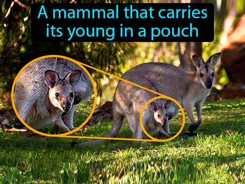 Marsupial Definition