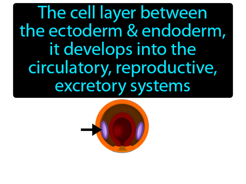 Mesoderm Definition