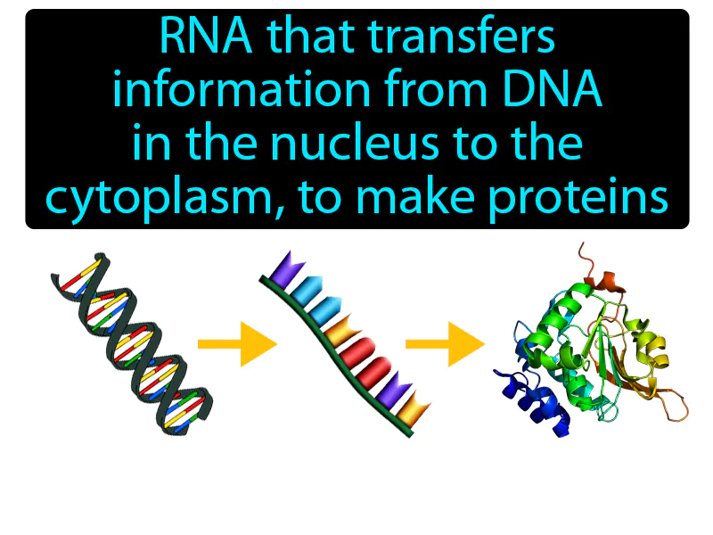 Messenger RNA Definition - Easy to Understand | GradesUp.gg