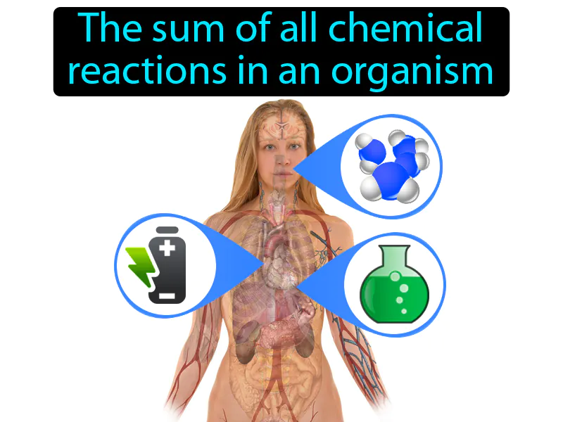 Metabolism Definition - Easy to Understand | GradesUp.gg