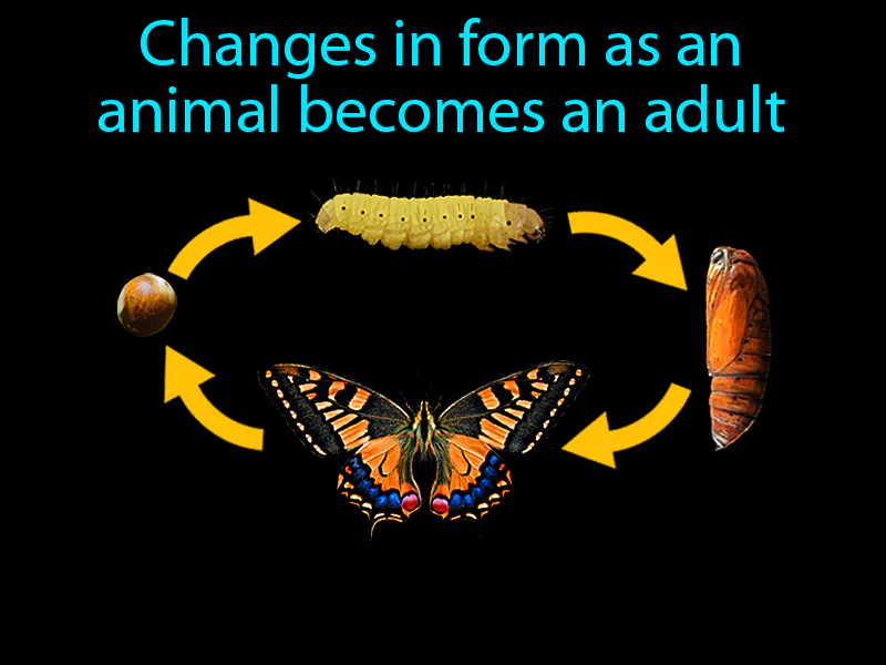 Metamorphosis Definition