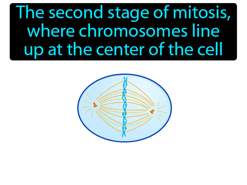 Metaphase Definition - Easy to Understand | GradesUp.gg