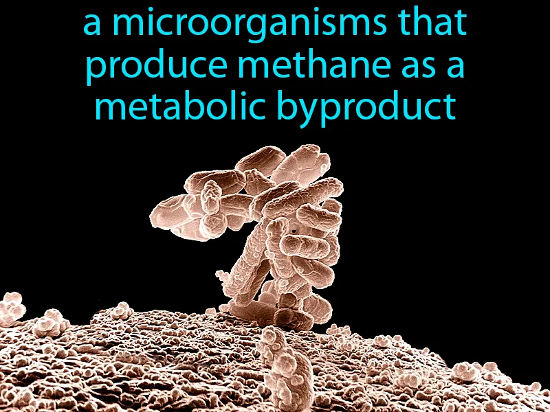 Methanogens Definition - Easy to Understand | GradesUp.gg