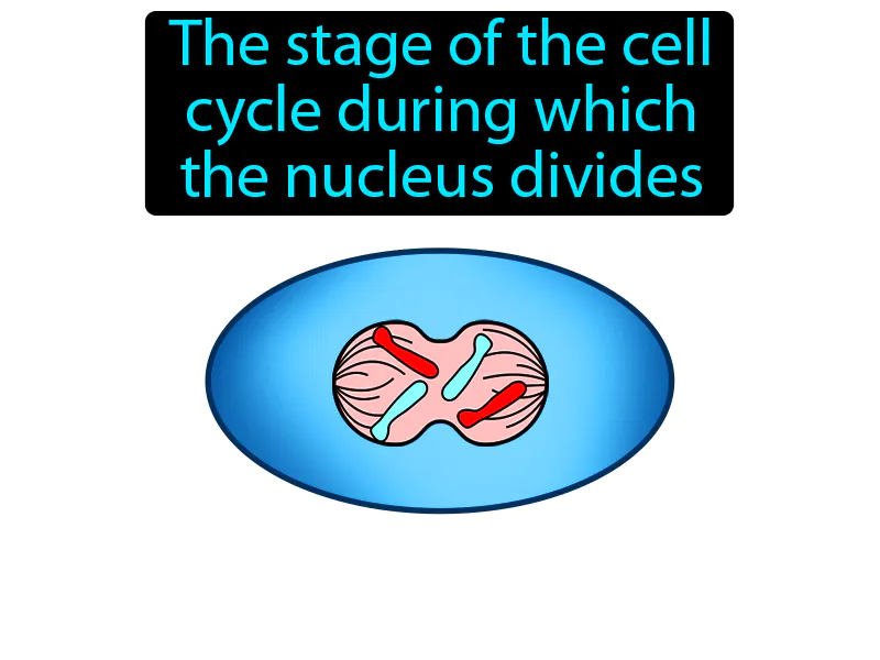 Mitosis Definition