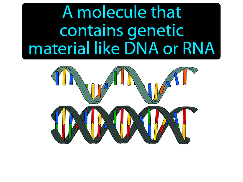 Nucleic Acid Definition - Easy to Understand | GradesUp.gg