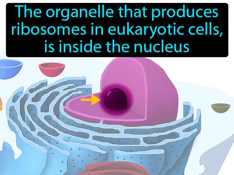 Nucleolus Definition