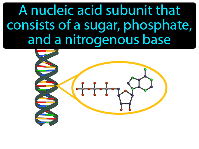 Nucleotide Definition - Easy to Understand | GradesUp.gg