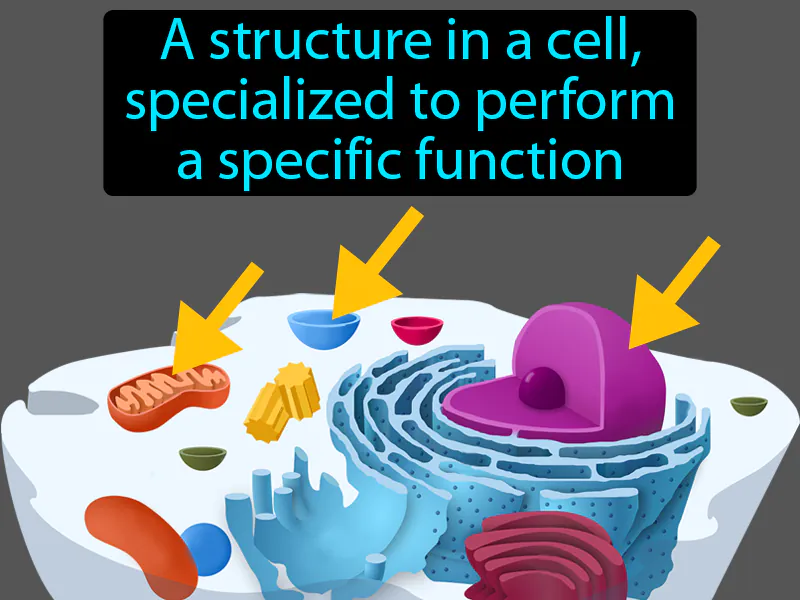 Organelle Definition