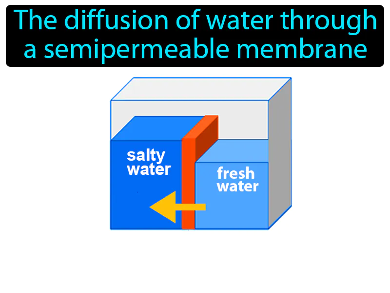 Osmosis Definition - Easy to Understand | GradesUp.gg