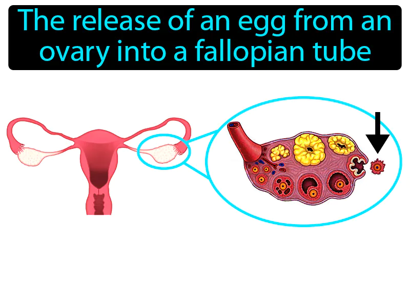 Ovulation Definition