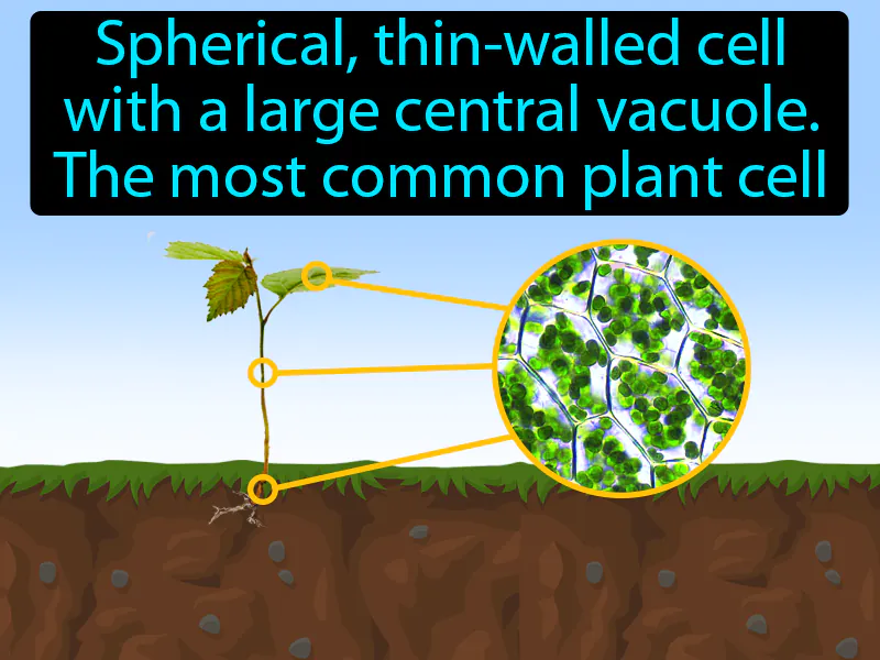 Parenchyma Cell Definition - Easy to Understand | GradesUp.gg