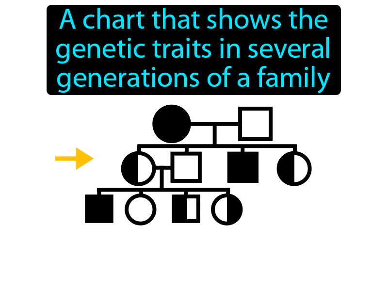 Pedigree Definition