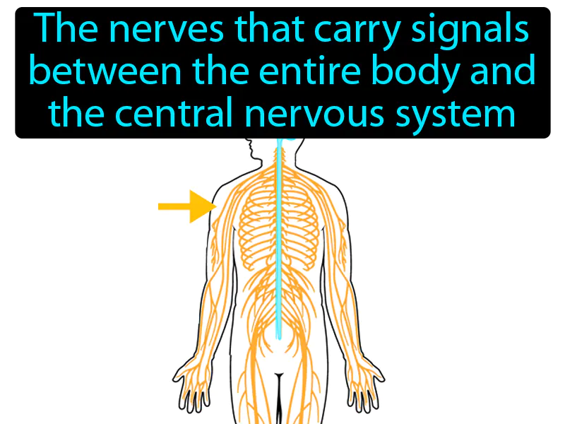 Peripheral Nervous System Definition