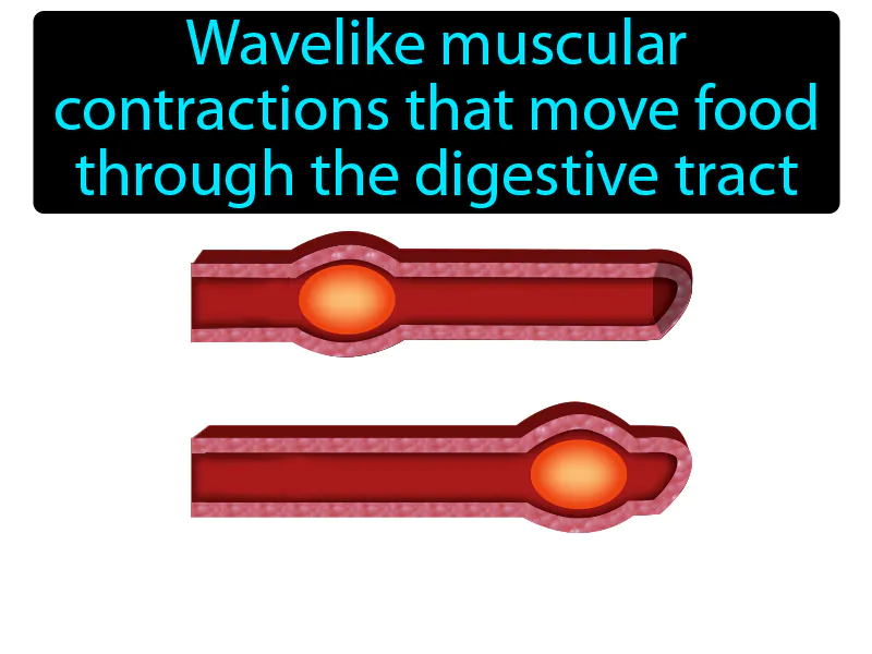 Peristalsis Definition