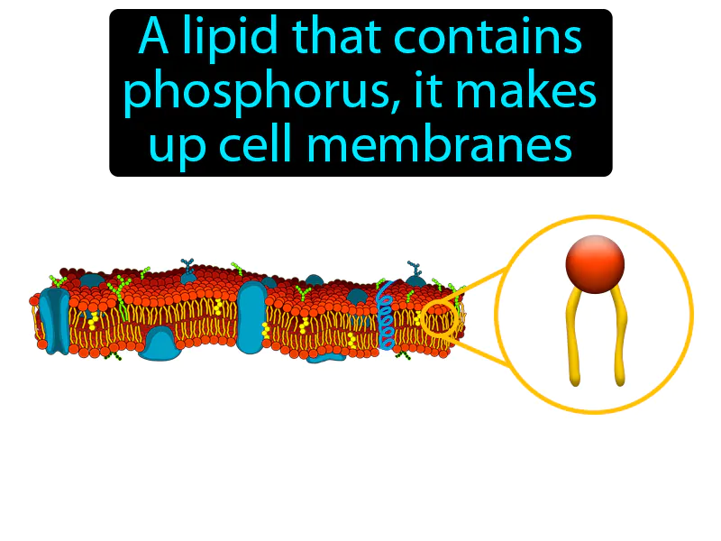 Phospholipid Definition - Easy to Understand