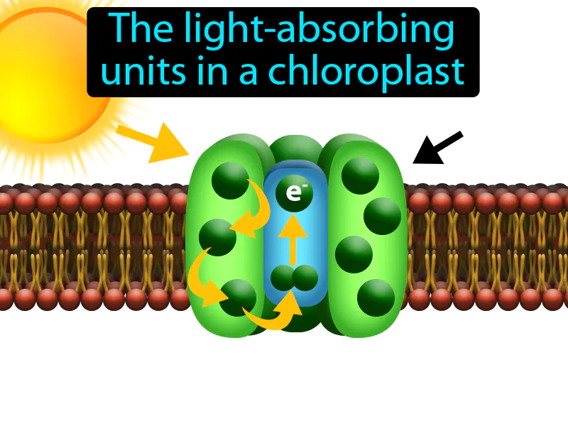 Photosystem Definition