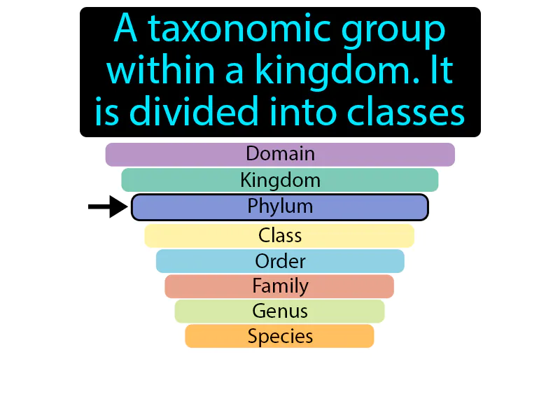 Phylum Definition