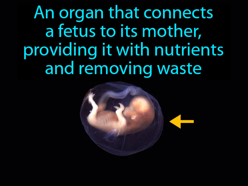 Placenta Definition