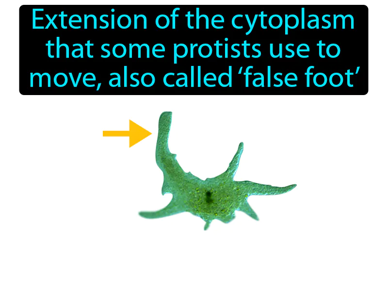 Pseudopod Definition