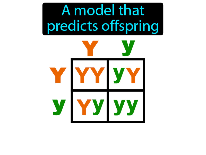 Punnett Square Definition