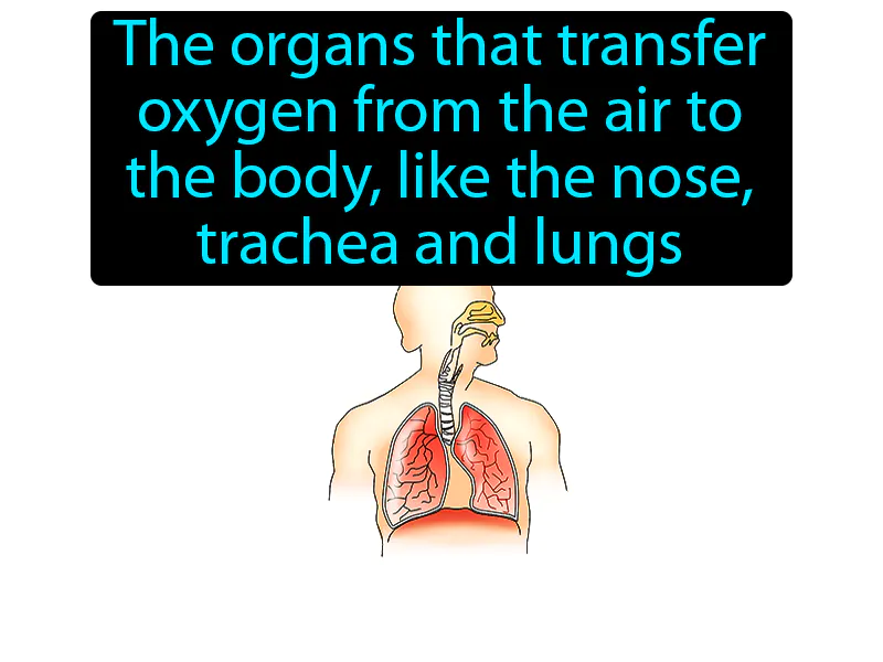 Respiratory System Definition