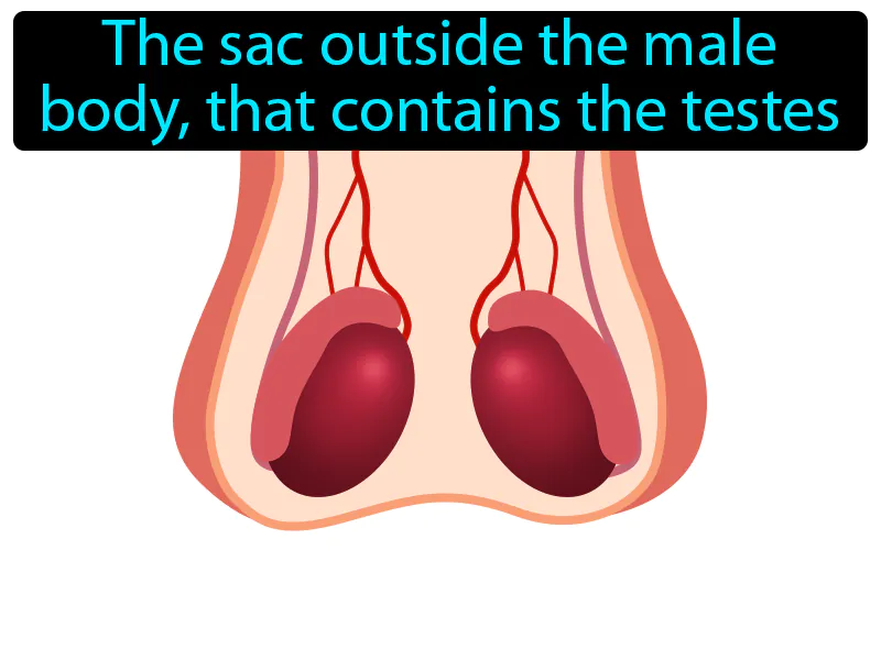 Scrotum Definition - Easy to Understand | GradesUp.gg