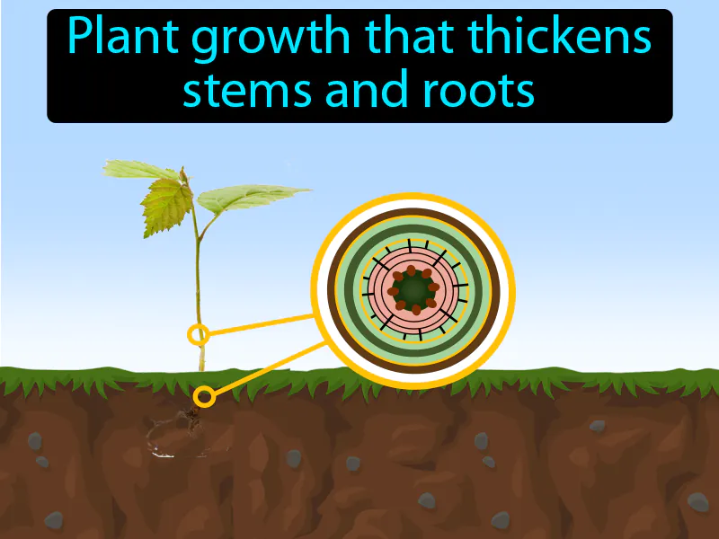 Secondary Growth Definition