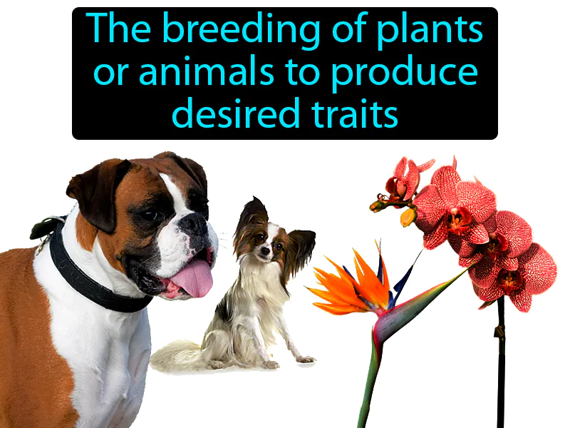 Selective Breeding Definition - Easy to Understand | GradesUp.gg