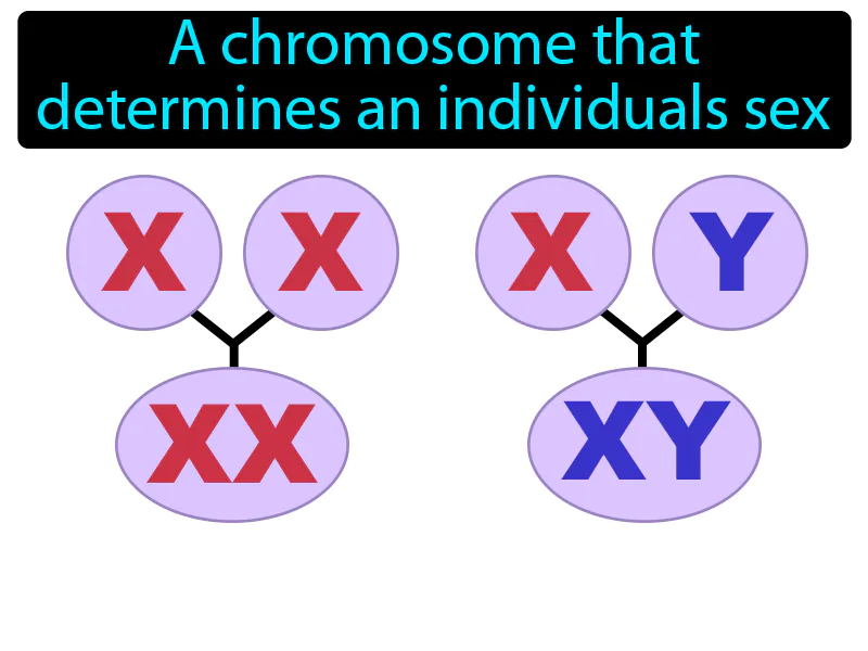 Sex Chromosome Definition