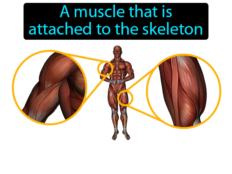 Skeletal Muscle Definition - Easy to Understand | GradesUp.gg