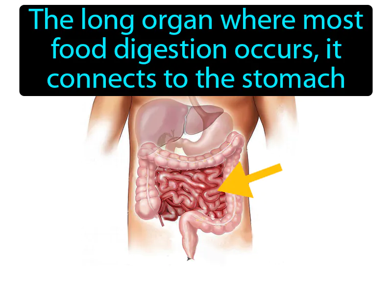 Small Intestine Definition