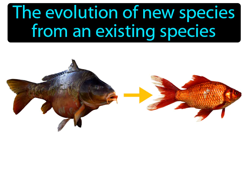 Speciation Definition - Easy to Understand | GradesUp.gg