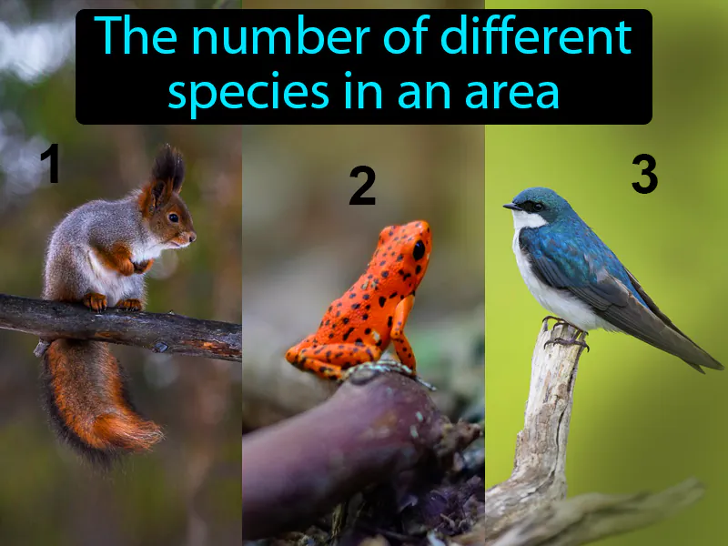 Species Diversity Definition - Easy to Understand | GradesUp.gg