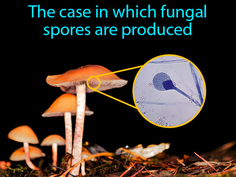 Sporangium Definition - Easy to Understand | GradesUp.gg