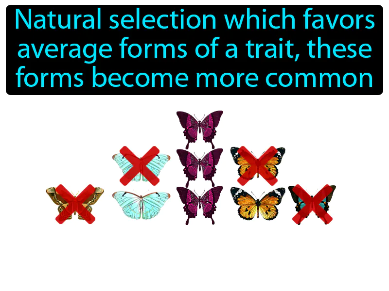 Stabilizing Selection Definition - Easy to Understand | GradesUp.gg