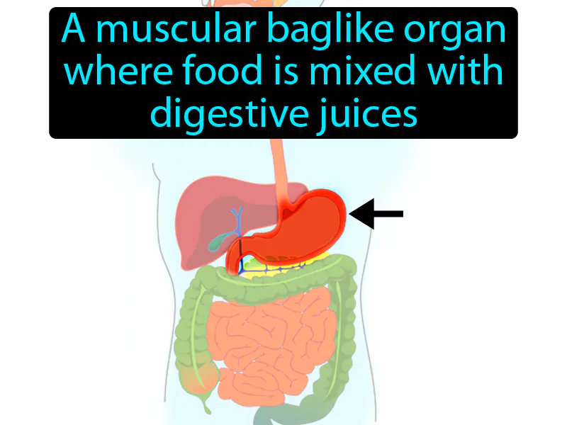 Stomach Definition - Easy to Understand