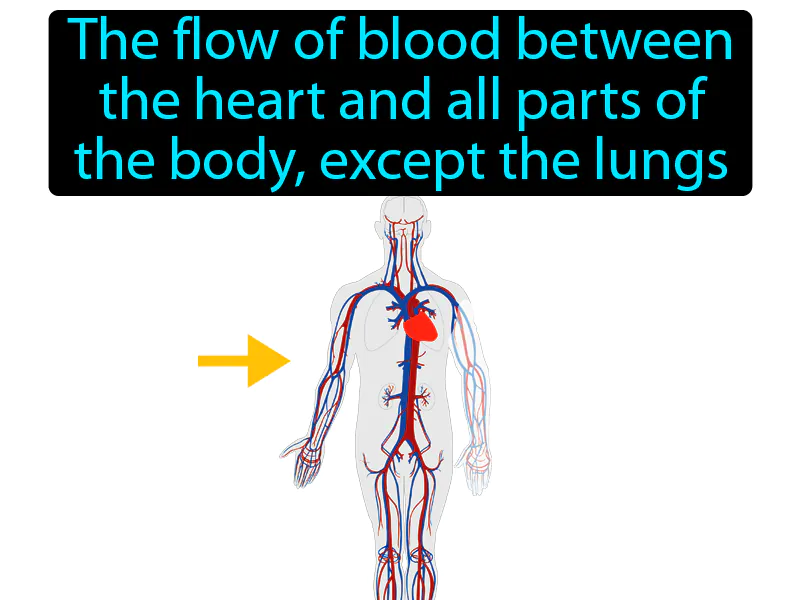 Systemic Circulation Definition - Easy to Understand | GradesUp.gg