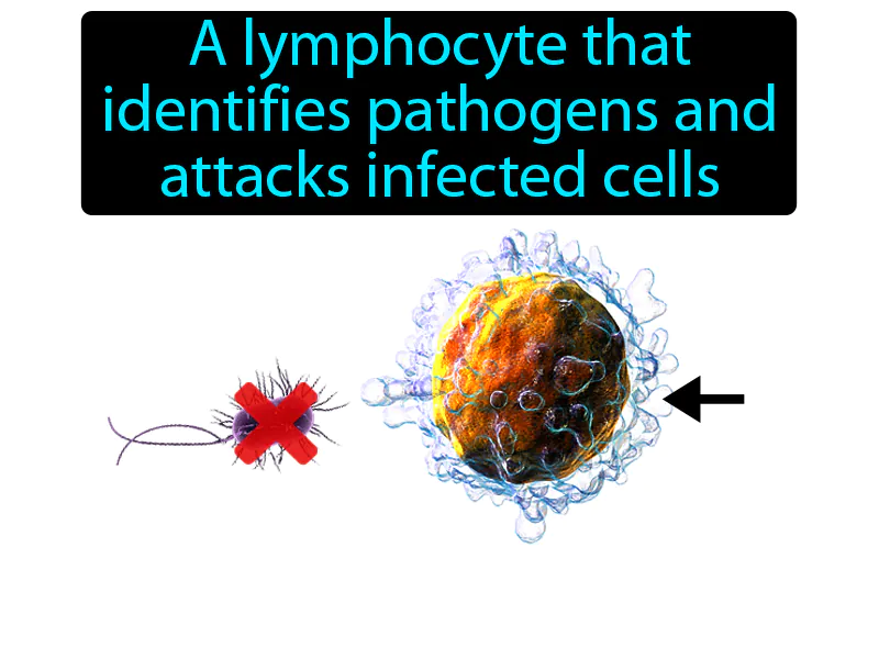 T Cell Definition